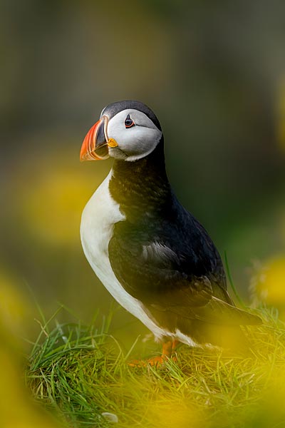Photographe animalier