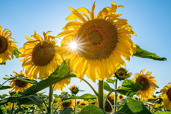 Fleurs de tournesol